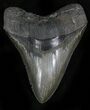 Serrated Megalodon Tooth - South Carolina #21950-1